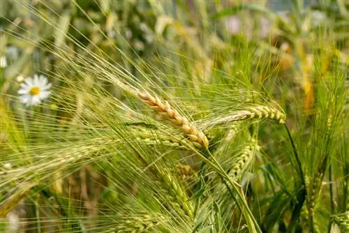 Profil des céréales : Variétés locales et leurs propriétés