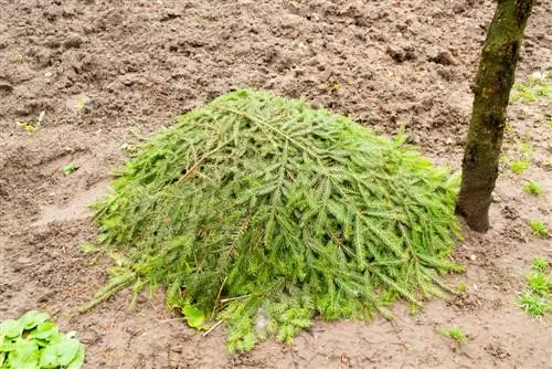 Borselhout as winterbeskerming: Natuurlike isolasie vir plante