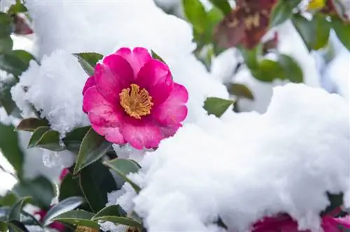 Le camélia en hiver : Comment le protéger des dégâts du gel ?