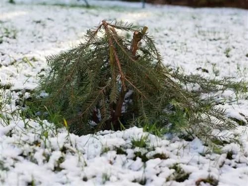 Protezione invernale delle rose: ecco come i tuoi fiori sopravvivono all'inverno