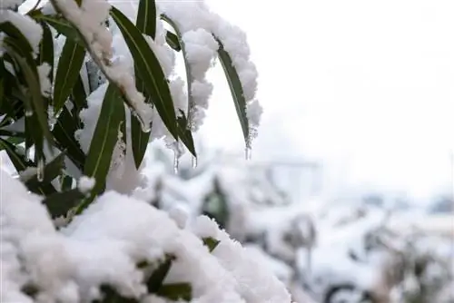 winterbescherming voor oleander