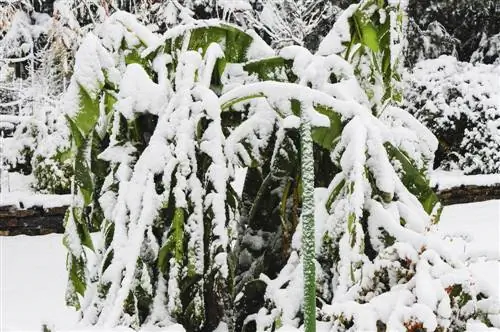 pianta di banana per la protezione invernale