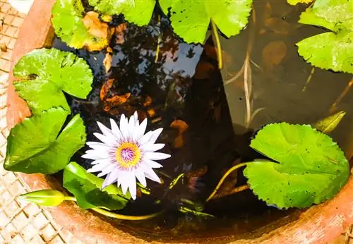 water lilies in a zinc tub