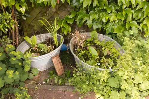 Mini pond in the zinc tub: location, instructions and care