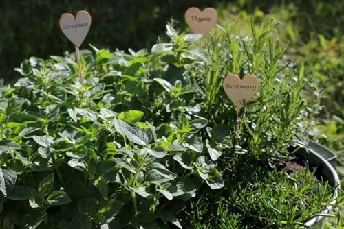 Herb garden in the zinc tub: location, care and harvesting