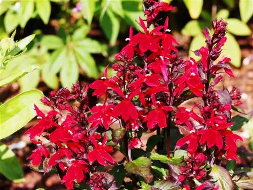 Meerjarige lobelia-verzorging