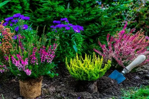 winterharde vaste planten bij het planten