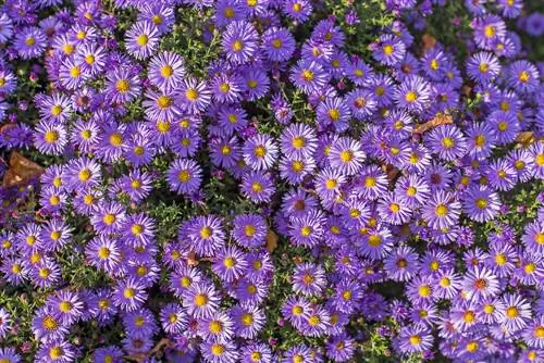 plantas perennes a finales del verano