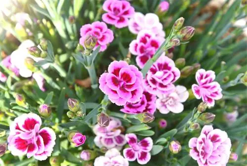 Clavel perenne “Pink Kisses”: estrella del jardí de fàcil cura