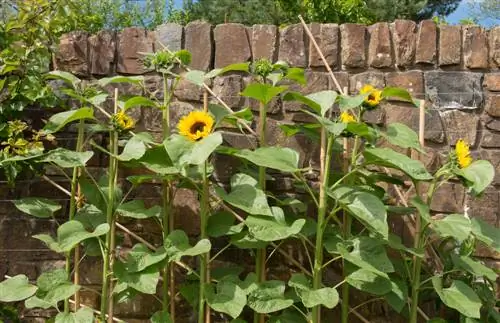 বহুবর্ষজীবী সমর্থন করে