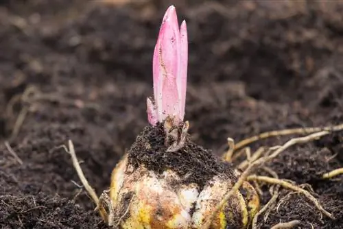 Vaste planten planten in het voorjaar: ideale soorten en tips