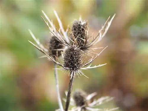 نشر النباتات المعمرة