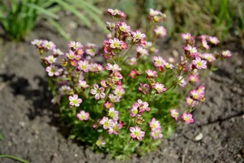 welke vaste planten je in de herfst moet planten