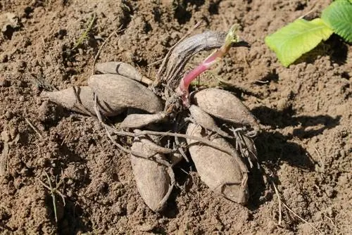 bij het planten van vaste planten