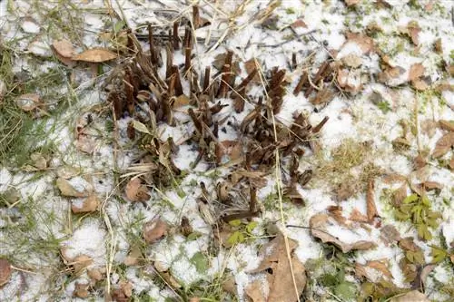 Tăierea plantelor perene toamna: când are sens?