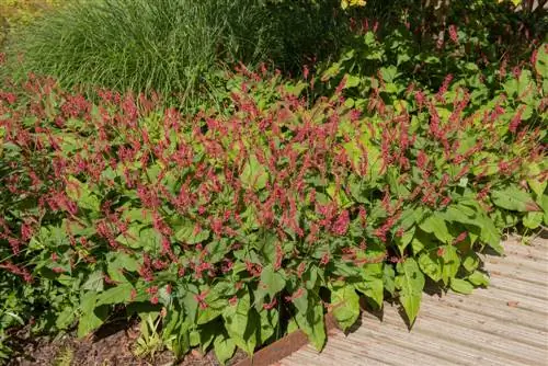 plantas perennes en otoño