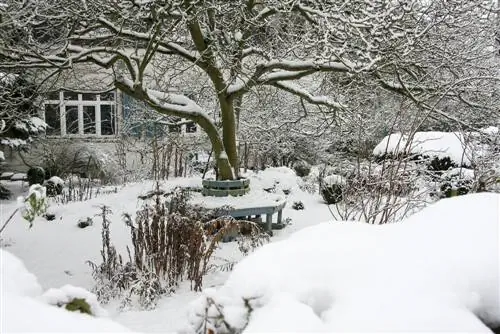 plantas perennes en invierno