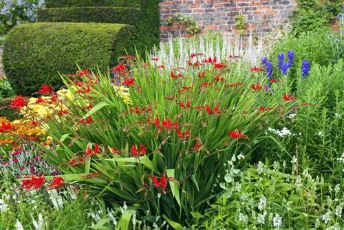 Creëer een meerjarig bed: plantafstand voor optimale groei