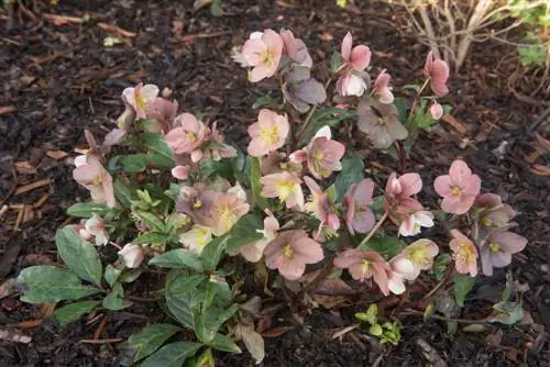 Bark mulch in the perennial bed: How to protect plants and soil