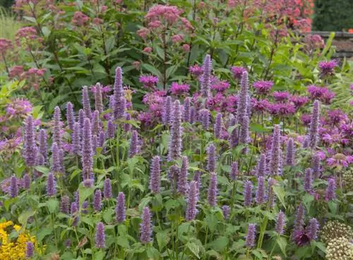 meerjarige blomtyd