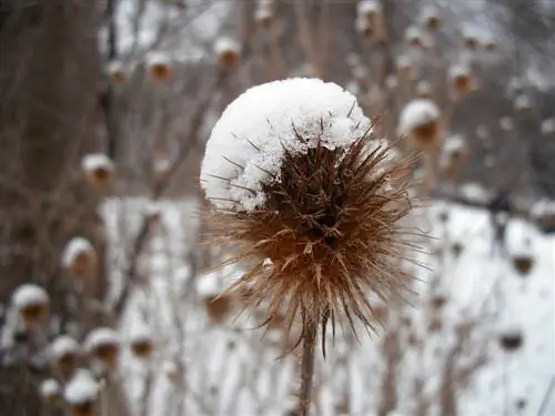 Vaste planten pas in het voorjaar snoeien: waarom is dat beter?