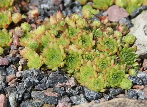 Piante da giardino roccioso: quali piante perenni sono la scelta giusta?