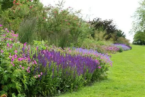 Perennials in the garden: splendid colors and attractive flowering times