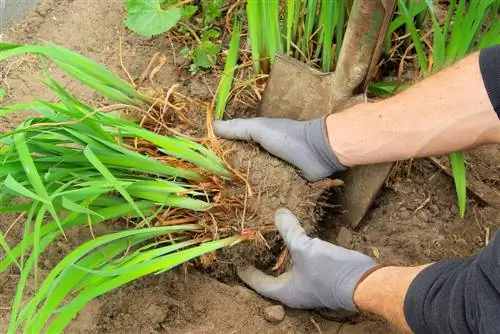 Dividir plantas perennes: cuándo, cómo y por qué tiene sentido