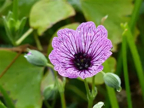 plantas perennes de balcón