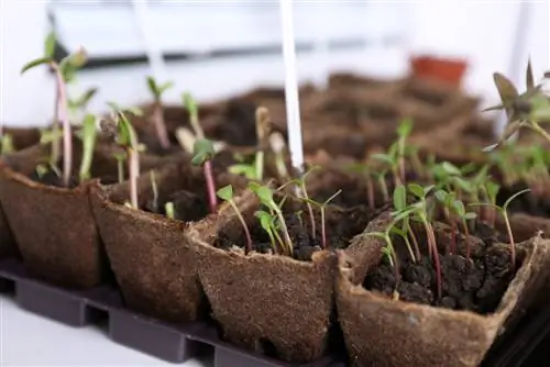 Prick out beetroot plants