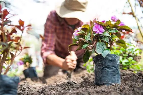 Trồng cây lâu năm: từng bước để khu vườn tươi tốt lộng lẫy