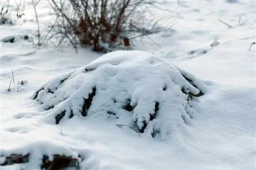 perennials overwintering