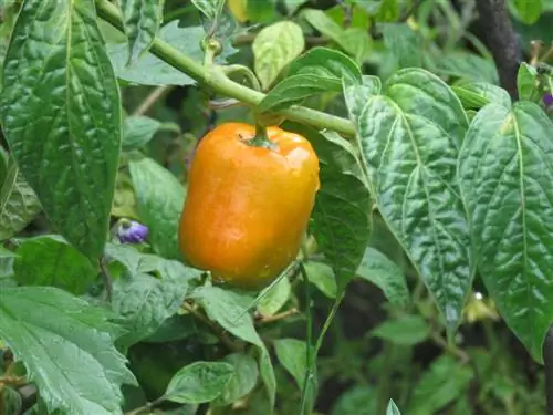 tree chili cutting