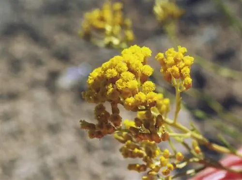 curry herb care