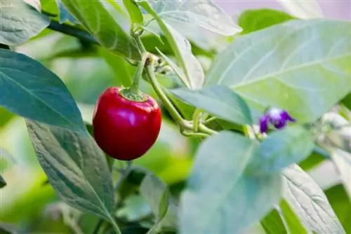 Comment prendre soin du piment d'arbre - trucs et astuces