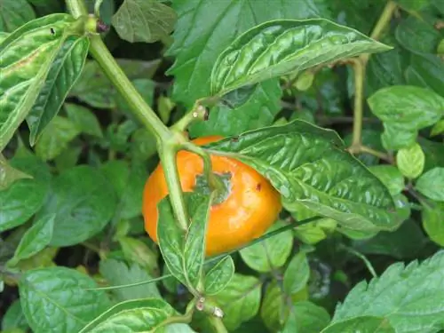 Overwintering tree chili: Paano mabisang protektahan ang iyong halaman