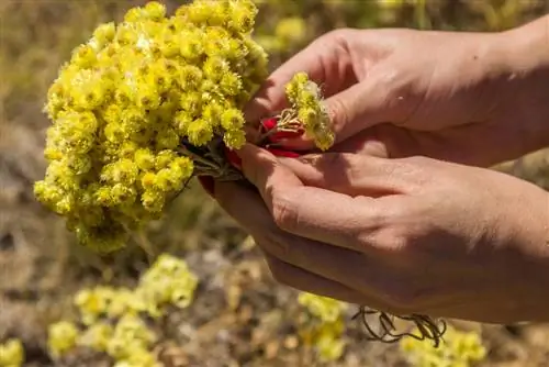 Pareiza karija garšaugu novākšana un saglabāšana: padomi un ieteikumi