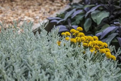 plantas de hierba de curry