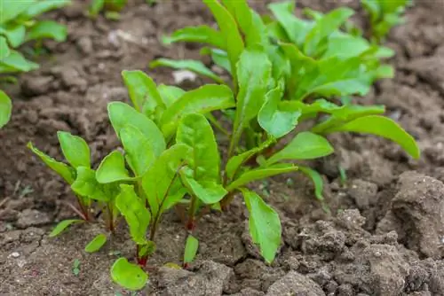 beetroot- একক