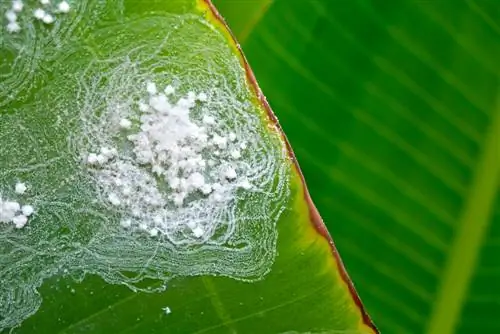 plagues de les plantes del plàtan