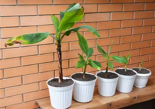 Hojas de planta de plátano colgando