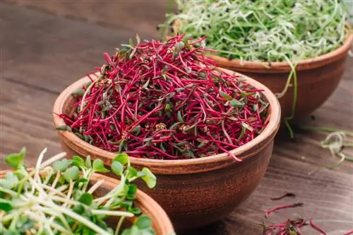 Beetroot seedlings: paglilinang, pangangalaga at mga tip sa paggamit