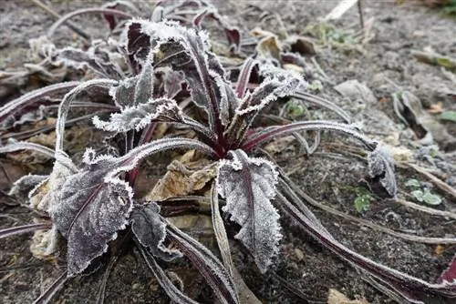 Overwintering beetroot: tips for storage and seed production