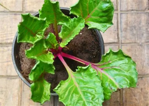 Beetroot on the balcony: cultivation and care made easy