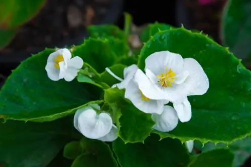 Protection des bégonias des glaces : voici comment ils survivent à l'hiver