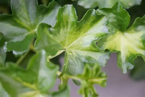 በረዶ begonias overwintering