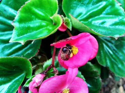 abejas begonia de hielo