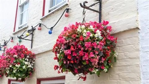 Balcone della begonia di ghiaccio