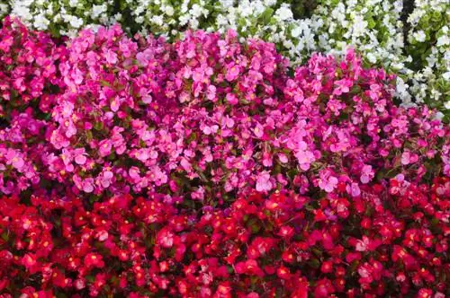 ice begonia colors