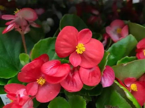 Ice Begonias: Non-toxic and edible for humans and animals